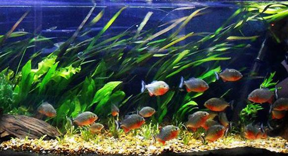 makan piranha