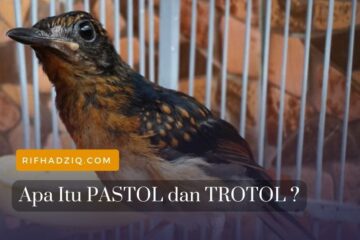 apa itu pastol trotol